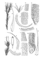 Image: R.C. Wagstaff © Landcare Research 2018 
